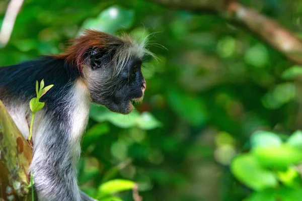 桑给巴尔岛红色疣猴或 Procolobus kirkii — 图库照片