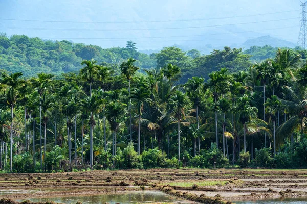 スリランカの米の穀物のフィールド — ストック写真