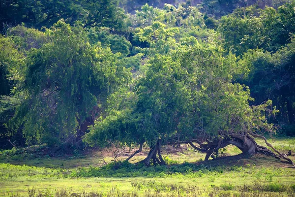 Parque Nacional del Paisaje de Yala, Sri Lanka — Foto de Stock