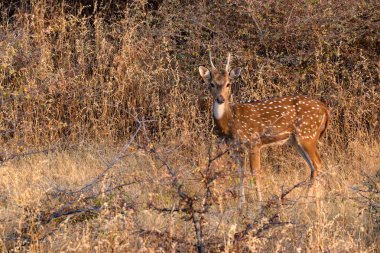Benekli geyik veya eksen Milli Park Ranthambore