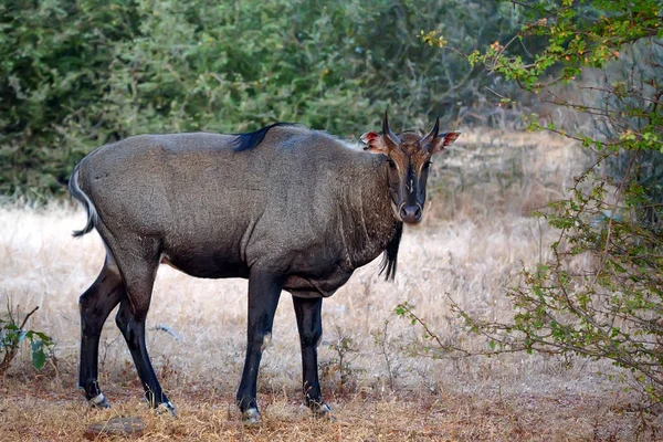 Dziki Nilgai lub Boselaphus tragocamelus — Zdjęcie stockowe