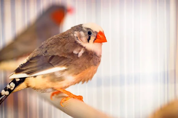 Zebra finches sitting on a perch in a cage — Stock Photo, Image