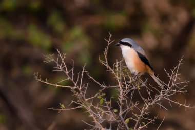 Uzun kuyruklu veya Kızıl sırtlı örümcek kuşu Lanius schach