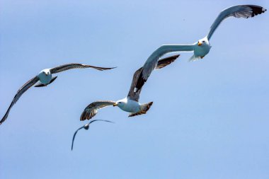 Martılar vurgulu gökyüzünde