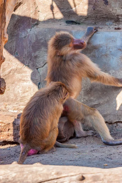 Baboons або Papio hamadryas Бережи один одного — стокове фото