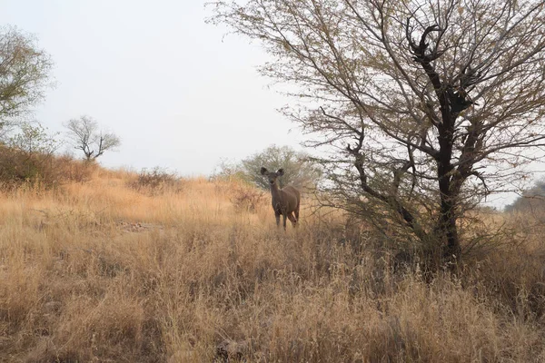 Cervo di Sambar nella natura selvaggia — Foto Stock