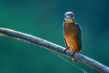 Kingfisher ya da Alcedo bu daldaki tünekte
