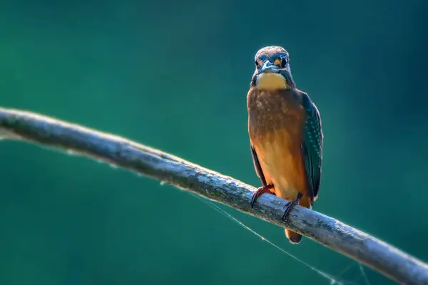 Kingfisher ou Alcedo atthis poleiros no ramo — Fotografia de Stock