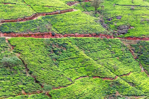 Ландшафт плантації чаю в Шрі - Ланці. — стокове фото
