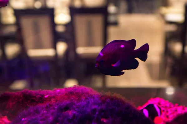 Маленька фіолетова риба в громадському фіштанку — стокове фото