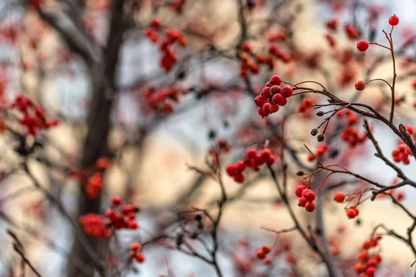 Feche bagas vermelhas de Sorbus em ramos de árvore — Fotografia de Stock