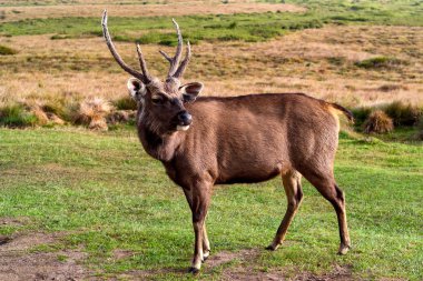 Vahşi sambar geyiği veya Cervus tek renkli