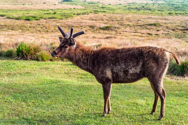 Vahşi sambar geyiği veya Cervus tek renkli