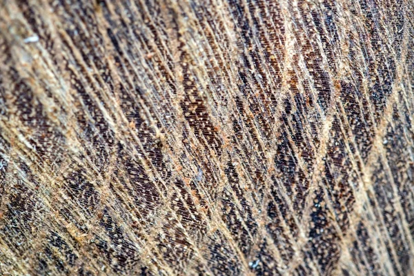 Texture bois de l'arbre coupé — Photo