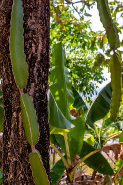 Dragon meyve veya yakın çekim Pitaya kaktüs