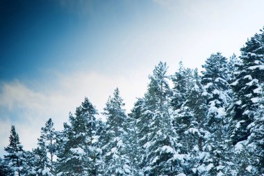 Fantastik kış orman karla kaplı