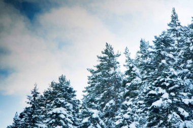 Fantastik kış orman karla kaplı