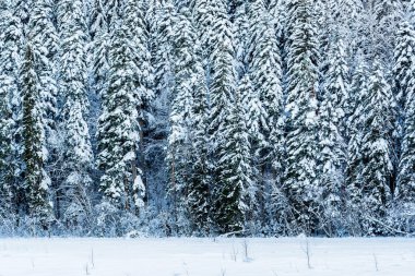 Fantastik kış orman karla kaplı
