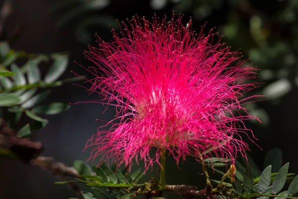 Перське шовкове дерево або квітка Albizia julibrissin — стокове фото