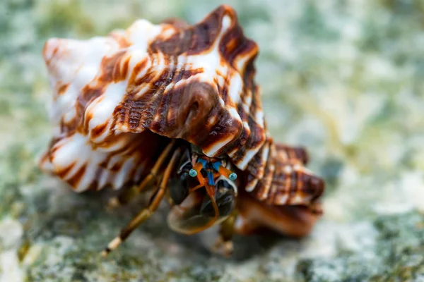Close-up de caranguejo eremita Calcinus laevimanus — Fotografia de Stock