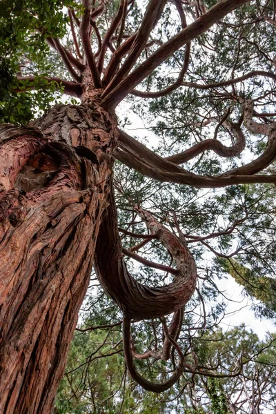Vista inferior del árbol de Krummholz — Foto de Stock