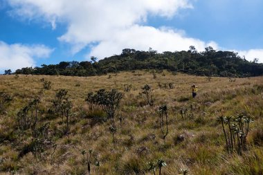 Doğal görünümü Horton ovaları, Sri Lanka