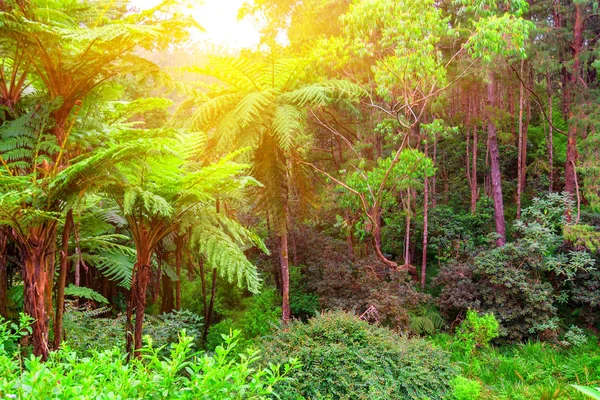 Vacker utsikt över djungeln med giant tree ormbunkar — Stockfoto