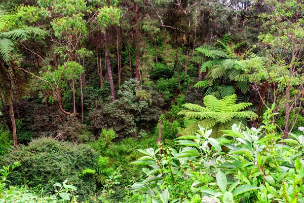 Scenic view of jungle with giant tree ferns — Stock Photo, Image