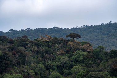 Doğal görünümü Horton ovaları, Sri Lanka