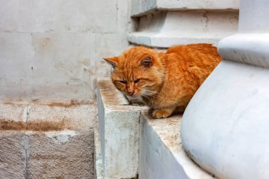 Kırmızı kedi taşa oturur