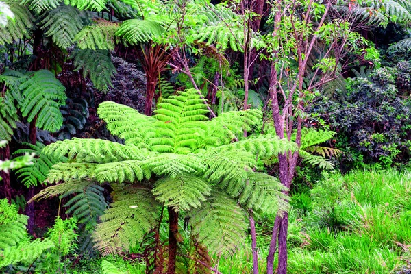Malebný pohled džungle s obří stromové kapradiny — Stock fotografie