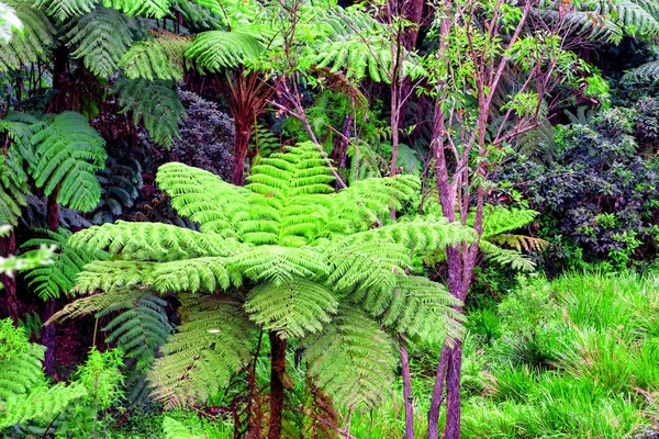 Ormanın dev ağaç ferns ile doğal görünümü — Stok fotoğraf