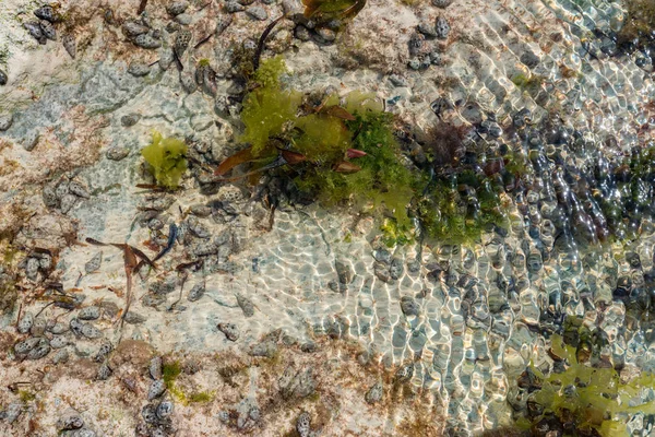 Fechar o cardume na maré baixa com algas e peixes — Fotografia de Stock