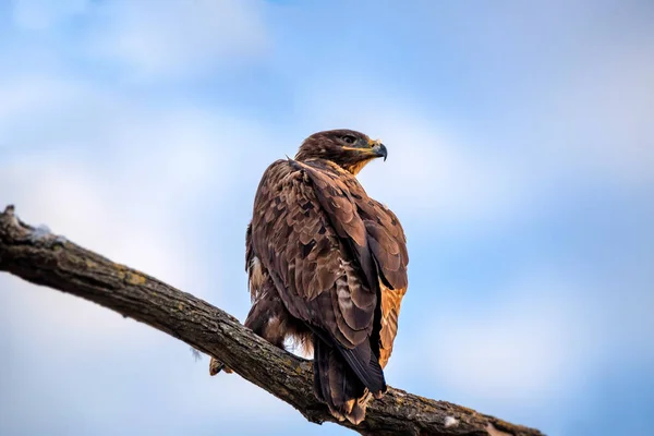 Steppe aigle ou Aquila nipalensis assis sur un arbre — Photo