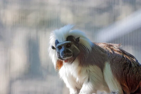 Pamuk-üst tamarin veya Saguinus Oedipus portresi — Stok fotoğraf