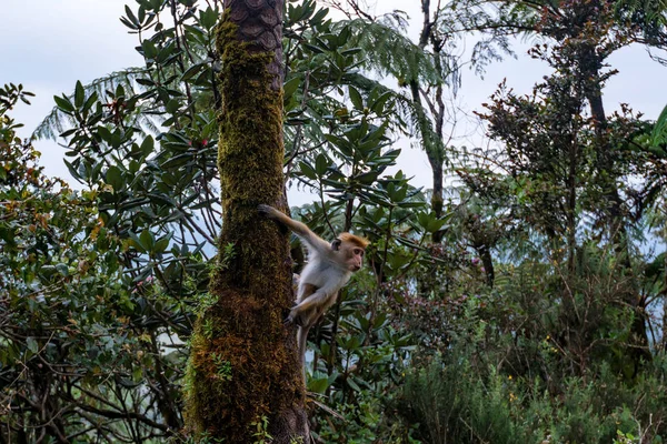 Srilankan Τόκα μακάκος ή Macaca sinica στη ζούγκλα — Φωτογραφία Αρχείου