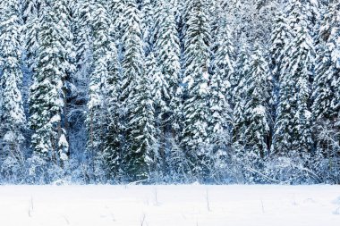 Fantastik kış orman karla kaplı