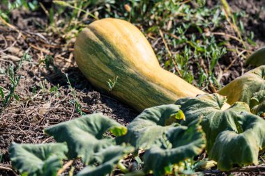 Sebze bahçesinde toprağa büyük kabak yatıyor