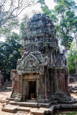 Kamboçyalı tapınak Ta Prohm