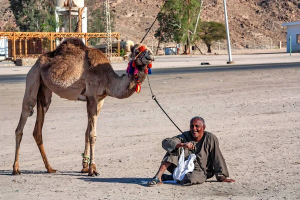 HURGHADA, EGYPT- FEBRUARY 22, 2010: Unidentified smiling camel rider in Egypt — Stock Photo, Image