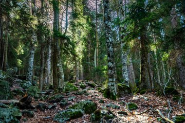 Çam ormanı içinde güzel manzara