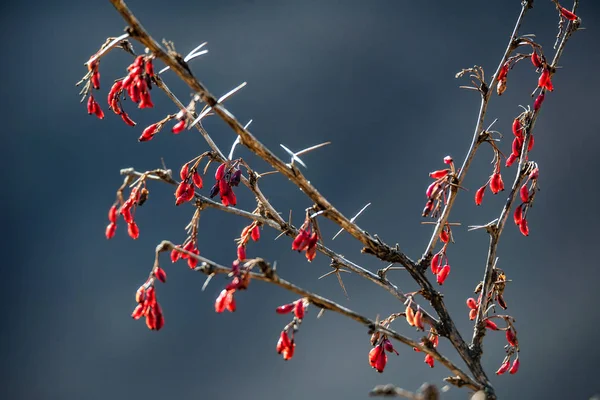 Barberry or Berberis vulgaris branch with berries — Stock Photo, Image