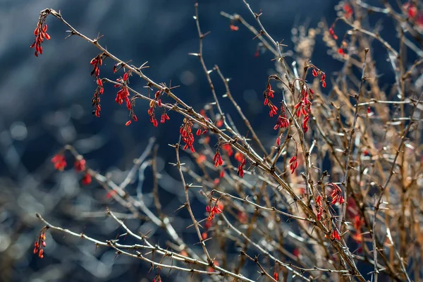 매 발톱 나무 또는 Berberis vulgaris 지점 장과 함께 — 스톡 사진