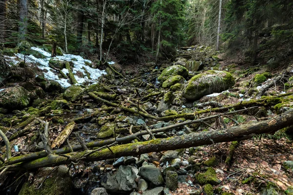 Schöne Aussicht in den Kiefernwald — Stockfoto