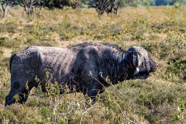 Búfalo africano o caffer Syncerus en sabana —  Fotos de Stock