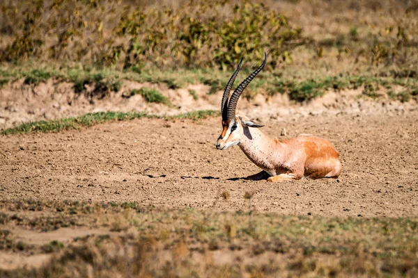 Gewährt Gazelle oder Nanger Granti ruht auf dem Boden — Stockfoto