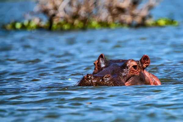 Hipopótamo cercano o anfibio hipopótamo en el agua —  Fotos de Stock