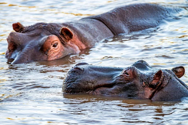 Hipopótamo cercano o anfibio hipopótamo en el agua — Foto de Stock