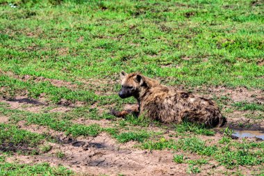 Benekli sırtlan veya crocuta savannah içinde aittir
