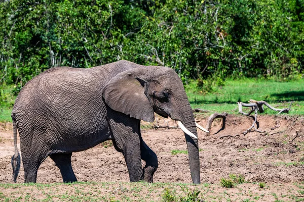 Navegar por el elefante africano o la ciclotis de Loxodonta — Foto de Stock